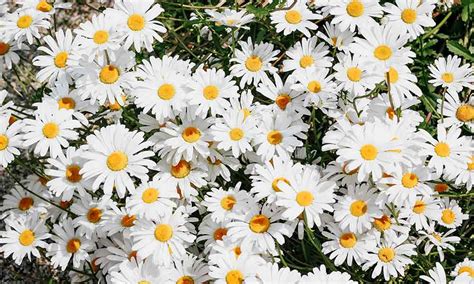 Daisy Flowers Meaning Symbolism Om Your Energy