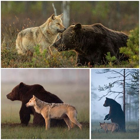 This Female Grey Wolf And Male Brown Bear Were Spotted Every Night For
