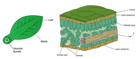 60 Distribution Of Xylem And Phloem In Roots Stems And Leaves