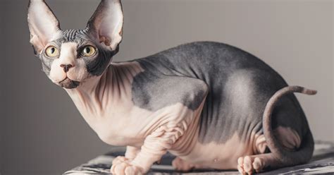 Curiosities About The Sphynx Cat Or Cat With No Hair Sepicat