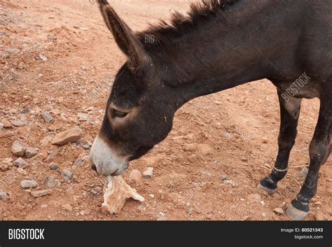 Brown Donkey Image And Photo Free Trial Bigstock