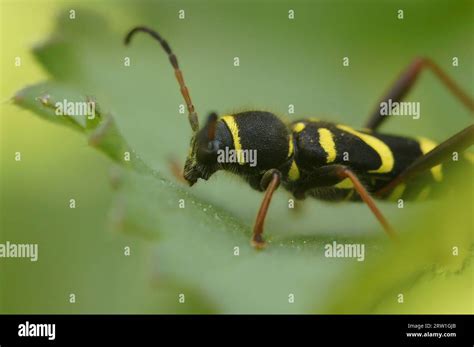 Natural Closeup On A Colorful Harmless Wasp Mimicking Longhorn Beetle