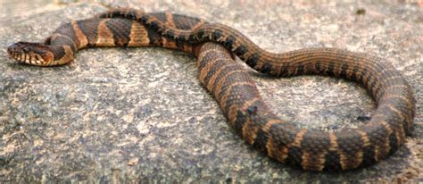 Northern Water Snake Snake Pinterest We Pictures Of And Pictures