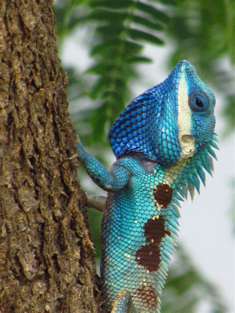 Blue Crested Lizard 19 Photo