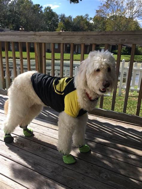 Labradoodle breeders, labradoodle puppy in fl, sc, tn. Goldendoodle Breeders Florida | Labradoodle Puppies for Sale