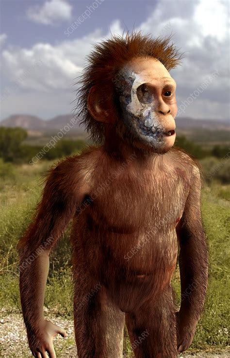 Australopithecus Afarensis Artwork Stock Image C0151880 Science Photo Library