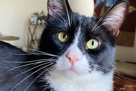 Akat | ASPCA