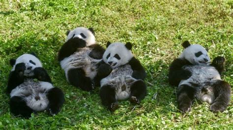 World Giant Pandas No Longer Endangered But Still Vulnerable Says China