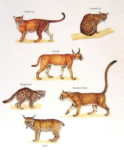 Golden Cat Leopard Cat Caracal Mountain Lion Lynx Pampas Cat