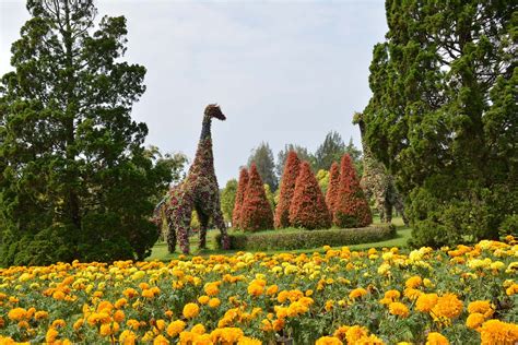 Di bandung, kampung korea di kebonwaru, batununggal, menyajikan bunga mugunghwa berwarna pink, serta bangunan di sekitarnya terbuat dari kayu. Wisata Pandeglang Taman Bunga / Nusantara Flower Garden ...