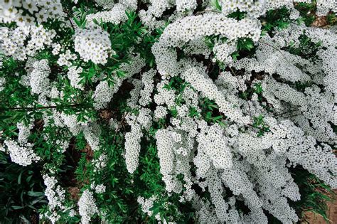 Dreamstime is the world`s largest stock photography community. Spiraea alpine (meadowsweet) spring flower, white ...