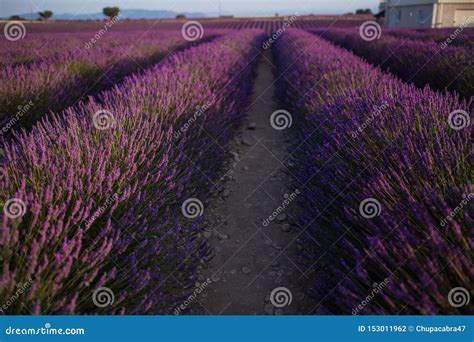 Blossom Purple Lavender Field In Summer Landscape Near Valensole