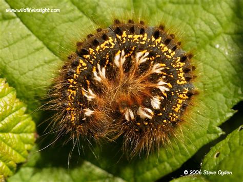 One spiracle pair is found on the first thoracic segment, t1, and the other eight pairs are found on the first eight abdominal segments, a1 through a8. The Drinker moth (Euthrix potatoria) | Wildlife Insight
