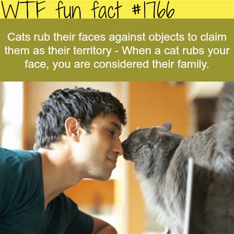 Wtf Fun Facts Page 1164 Of 1330 Funny Interesting And Weird Facts