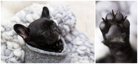 The french bulldog has the appearance of an active, intelligent, muscular dog of heavy bone, smooth coat, compactly built, and of medium or small structure. Newborn Photo Shoot With French Bulldog | POPSUGAR Family ...