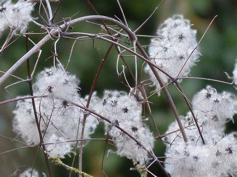 The species has unique characters and we. Clematis Vitalba Liane : Clematis | Florabeilles ...