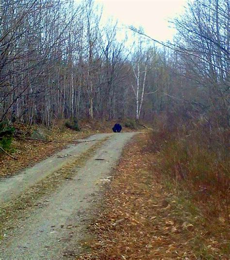 Bigfoot Photos And Reports From Maine ~ The Crypto Crew
