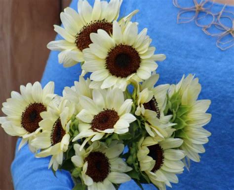 White Sunflower Varieties Guide With Care And Growing Tips