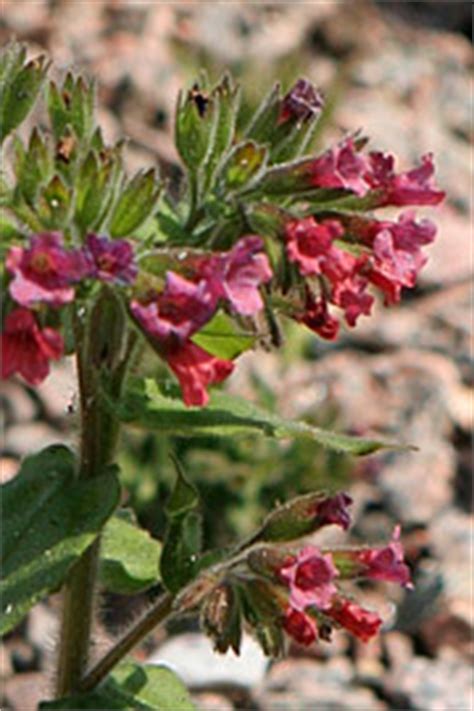 Pulmonaria stiriaca is originated from the east alps. Havenyt.dk - Lungeurt