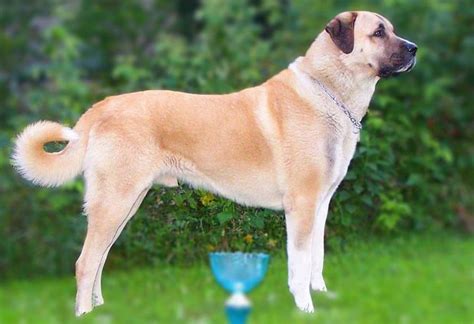 21 Best Guard Dog Breeds List Of 2020