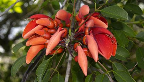 Recognise south american flowers learn with flashcards, games and more — for free. Types of South American Flowers | Garden Guides