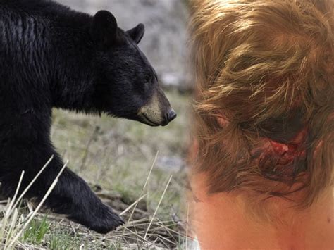 Wildlife Officials Capture Kill Bear Following Attack In Boulder