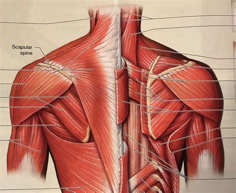Upper Back Muscles Anatomy