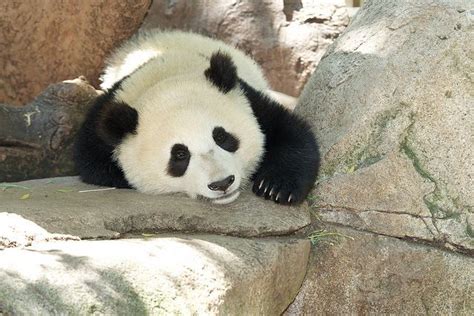 Sleepy Mr Wu Panda Bear Cute Panda Panda Love