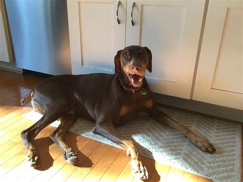 New Here! | Doberman Forum : Doberman Breed Dog Forums