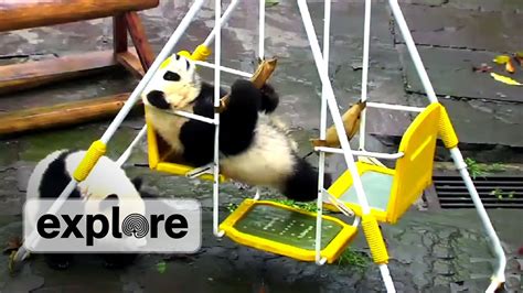 Panda Cub Swinging Youtube