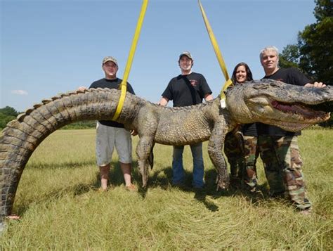 Massive Miss Gator Sets 3rd Record In A Week