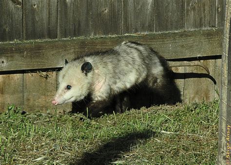 3 Opossums Played In My Backyard In 2016