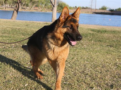 Ready for another home around feb. Black and Red German Shepherd Dog for sale - ZAUBERBERG!