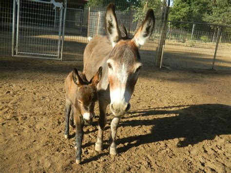 Gails Mini Donkey Ranch