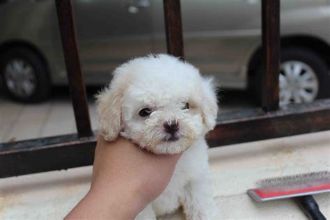 Lovelypuppy 20121205 White Toy Poodle Puppy