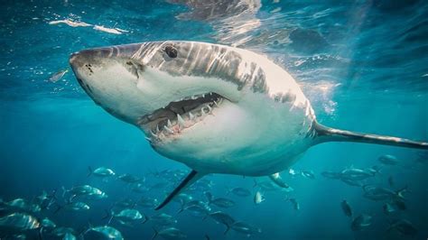 Peter Benchley Cómo El Autor De “tiburón” Dedicó El Resto De Su Vida A