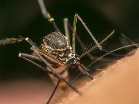 10 Reasons Why Youre Always Getting Bitten By Mosquitoes