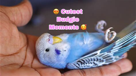 Cutest Budgie Moments Youtube