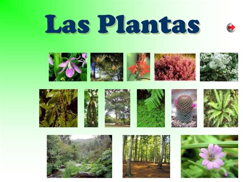 Instrumentales Recursos Tema 2 De Ciencias Naturales Las Plantas
