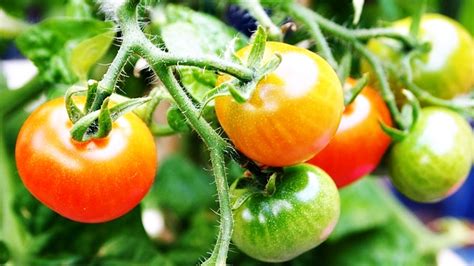 Cultivo Do Tomateiro Cantinho Verde Horta E Jardim