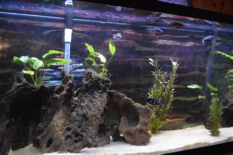 Aquascaping With African Cichlids Cichlid Fish Forum