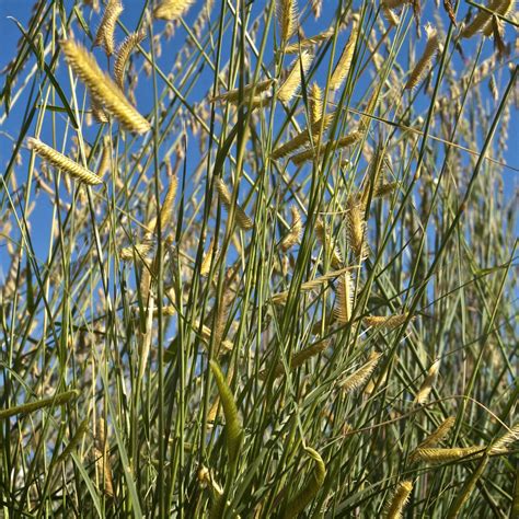 Warm Season Grasses Great Basin Seeds