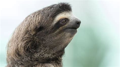13 Chill Facts About Sloths Mental Floss