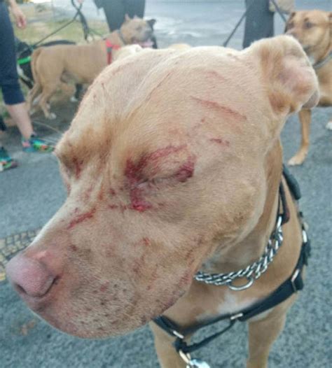 Frenzied Cat Left Pit Bull With Injuries After Attacking Seven Dogs