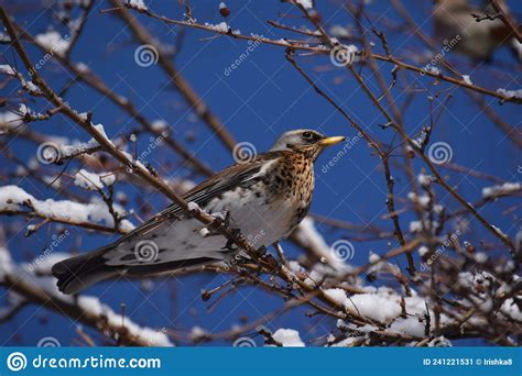 Fieldfare Thrush Bird Snowbird And Snow On Tree In Winter Forest