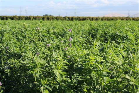 Revealing The Diversity Of Genes Behind Better Alfalfa Hay California