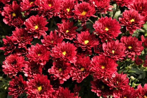 Czerwone Kwiaty Chryzantemy Darmowe Zdjęcie Public Domain Pictures
