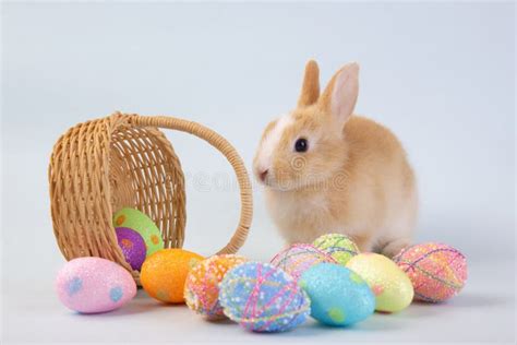 Happy Easter Eggs Collection Cute Brown Rabbit Bunny With Basket And