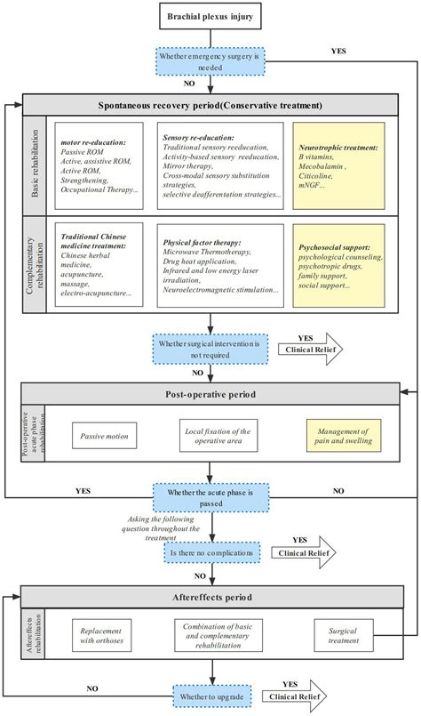 Frontiers Review Of Rehabilitation Protocols For Brachial Plexus Injury