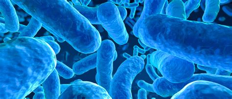 Probiotics What Is The Gut Microbiome Blackmores